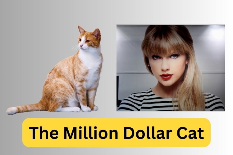 Taylor Swift's Cat Richer Than Boyfriend? Decoding Dubious Pet Net Worths